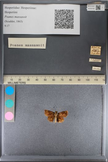 Media type: image;   Entomology 205162